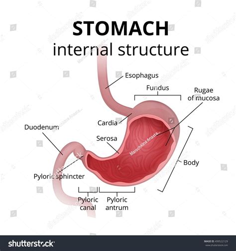 gastric meaning.